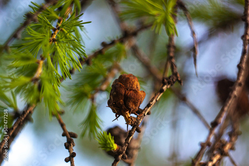 Cone on a coniferous tree
Шишка на хвойном дереве