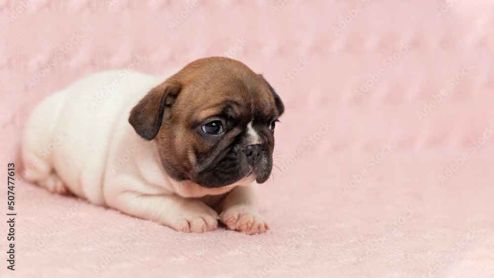Shy sad puppy of french bulldog dog lying down on pink knitted blanket
