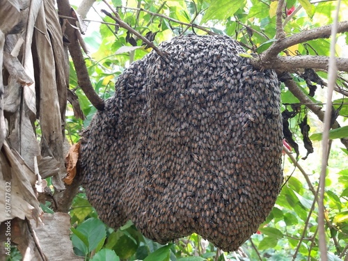 Honey bee nest live on tree in a good environment. photo