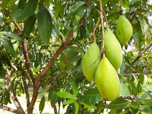Fresh Totapuri Mango in the tree photo