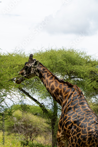 solitaire Giraffe in Tarangire National Park in Tanzania - Africa. Safari in Tanzania looking for a giraffe