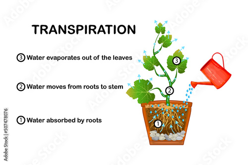 Transpiration stages in plants.Diagram showing transpiration in plant.Water upward motion explanation with educational scheme.Process of water movement through plant and evaporation from leaves.Vector