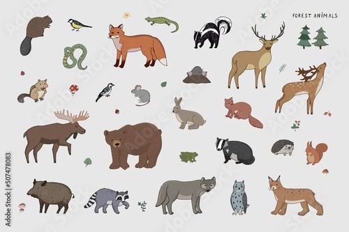 Fototapeta Naklejka Na Ścianę i Meble -  Forest animals vector illustrations set