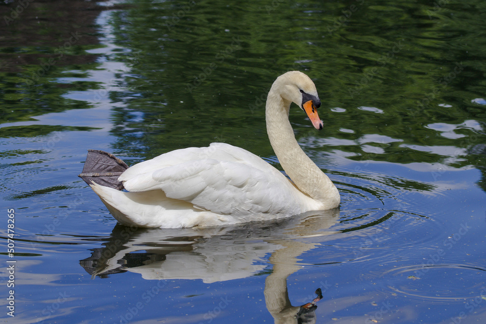 Obraz premium swan on the lake