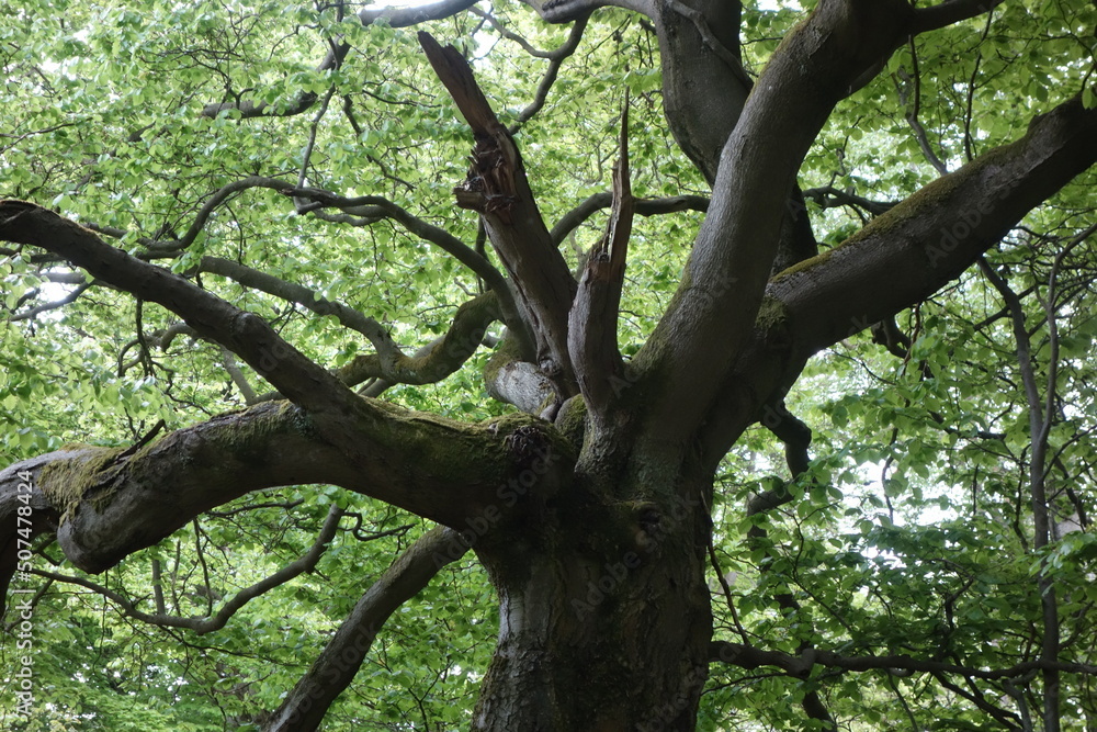 Fototapeta premium alte Buche in einem Hutewald nahe Bad Wildungen