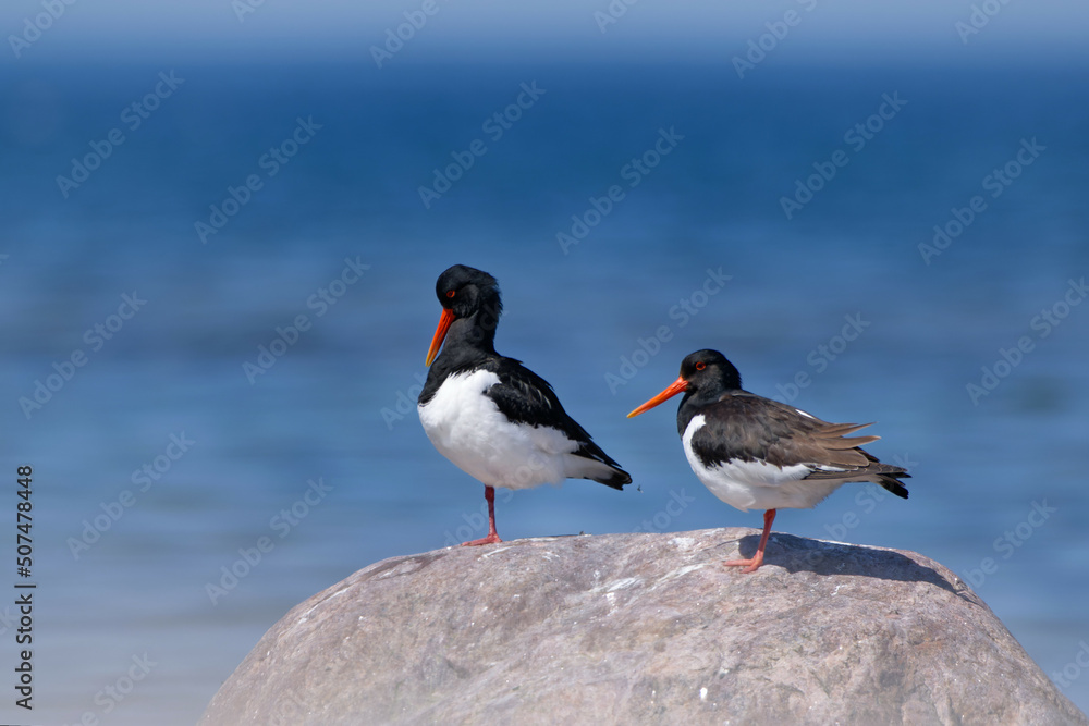 The Eurasian oystercatcher (Haematopus ostralegus) The Eurasian oystercatcher (Haematopus ostralegus)