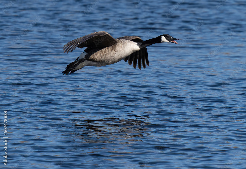 Fototapeta premium Canada goose (Branta canadensis)