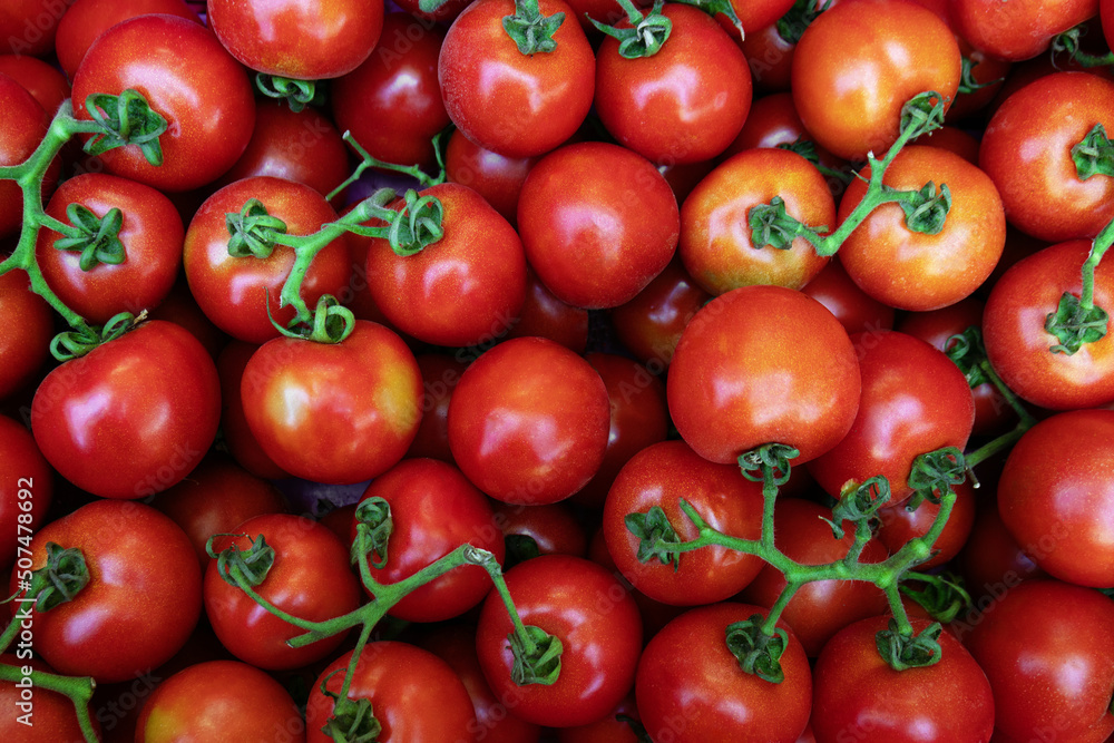 Background with red ripe tomatoes on branches Background with red ripe tomatoes on branches