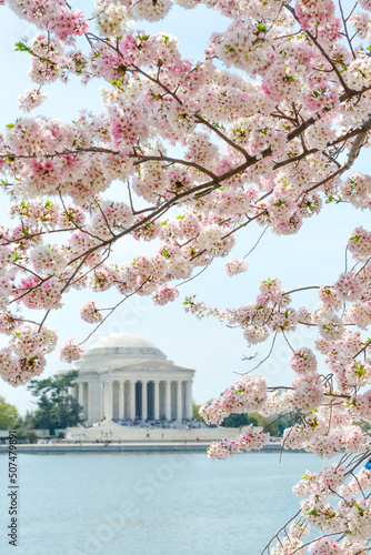 Jefferson Memorial during cherry blossom festival in Washington dc united states