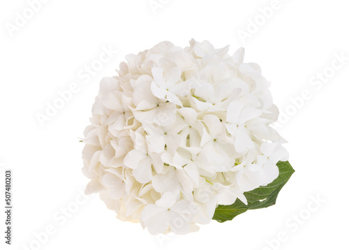 white hydrangea flower isolated
