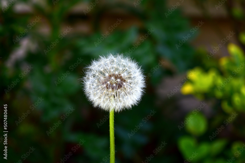 fully seeded dandelion blowball at the family garden fully seeded dandelion blowball at the family garden