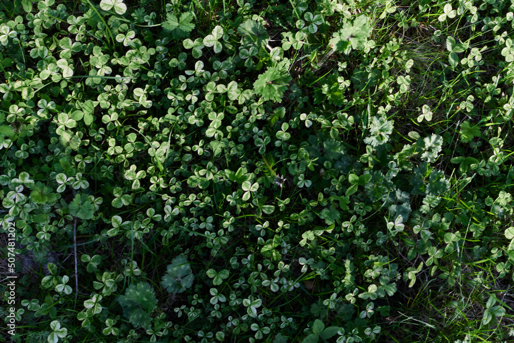 Close-up view of summer green lawn grass, microclover in sunlight Close-up view of summer green lawn grass, microclover in sunlight