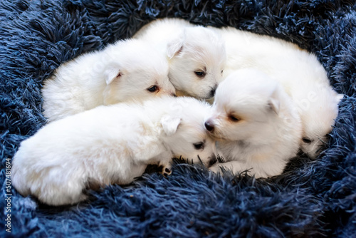 Newborn (three weeks old) Japanese Spitz puppies