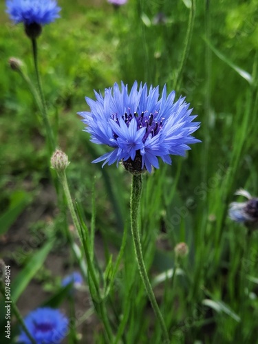 Cornflower on a field with selective focus. Beautiful very peri flower. Nature background.