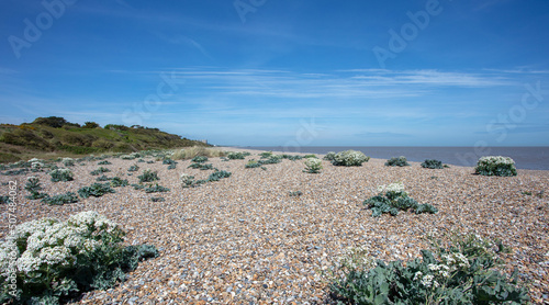Sea Kale Flowering on Suffolk Coast
