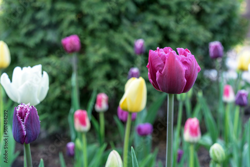 Tulips  Purple peony . Blooming violet tulips in spring garden.