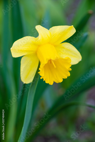Close-up of yellow narcissus flower on green blurred grass background