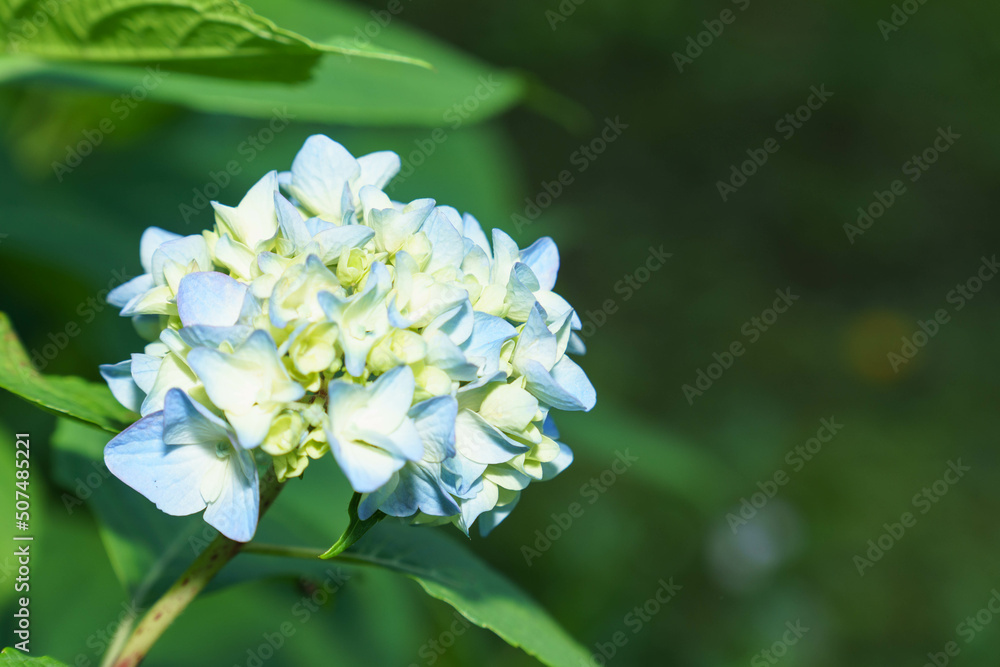 梅雨をイメージさせる紫陽花 梅雨をイメージさせる紫陽花