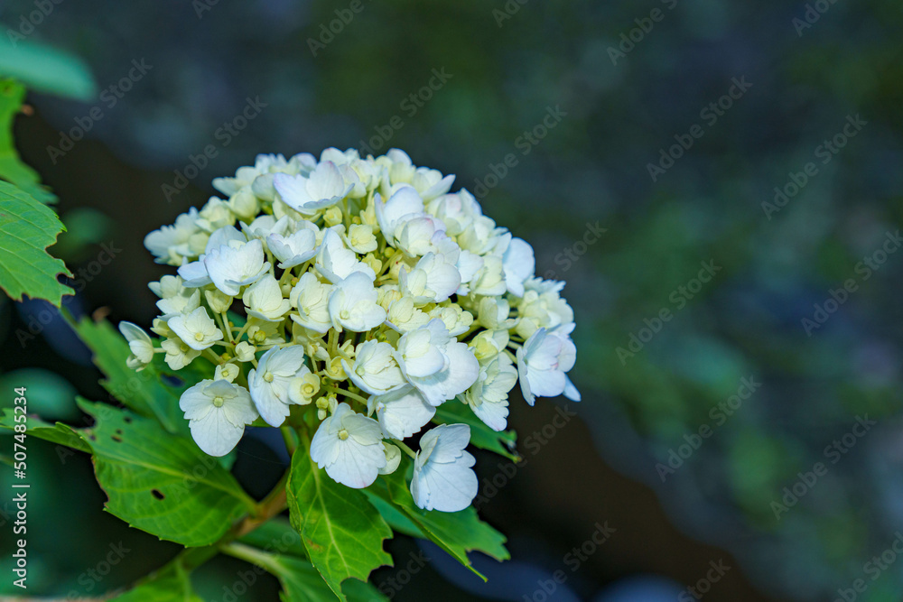 梅雨をイメージさせる紫陽花