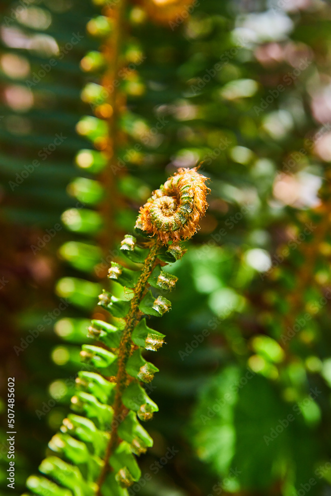 Detail of fern leaf with spiral trip in spring