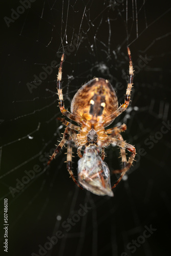 Araneus diadematus - female on web