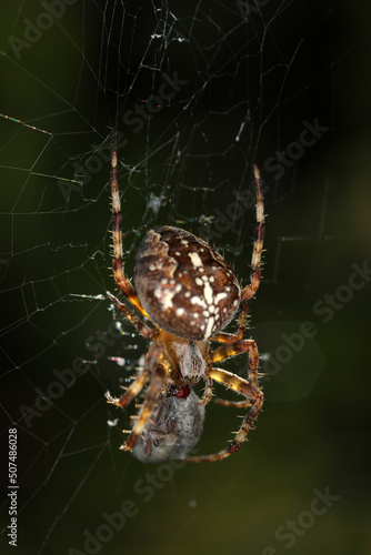 Araneus diadematus - female on web