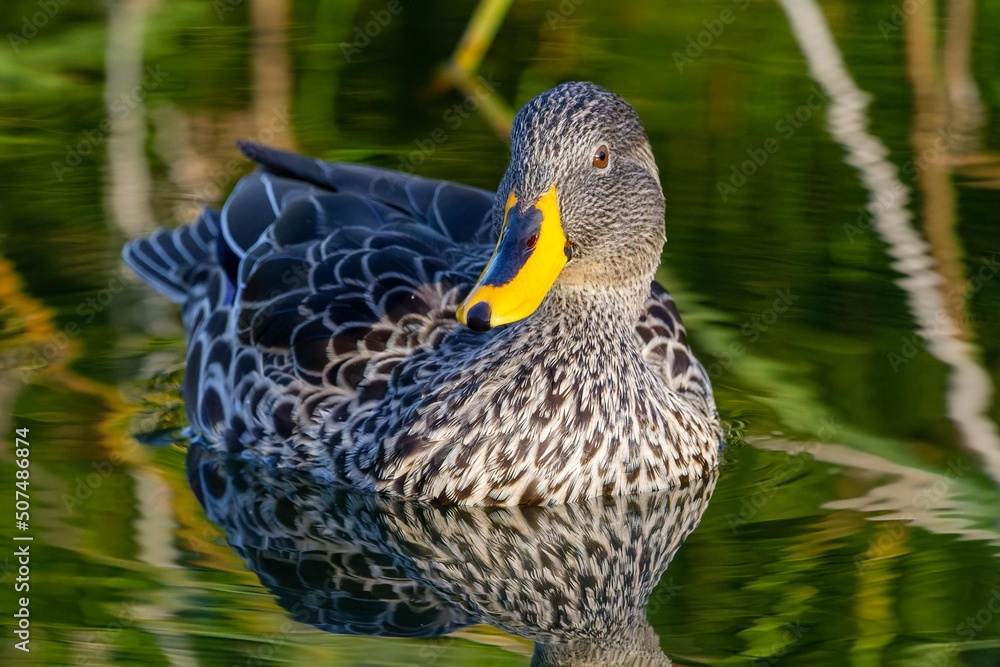 Fototapeta premium Duck on the water