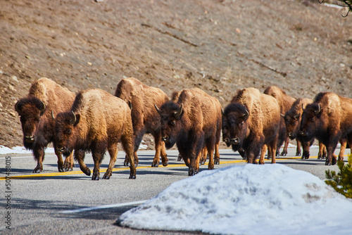 Herd of bison walk down road with snow on side