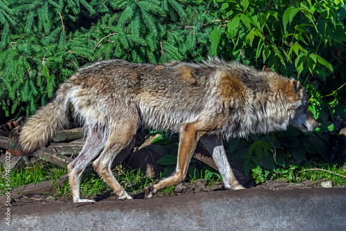 European wolf running in its enclosure. Latin name - Canis lupus  