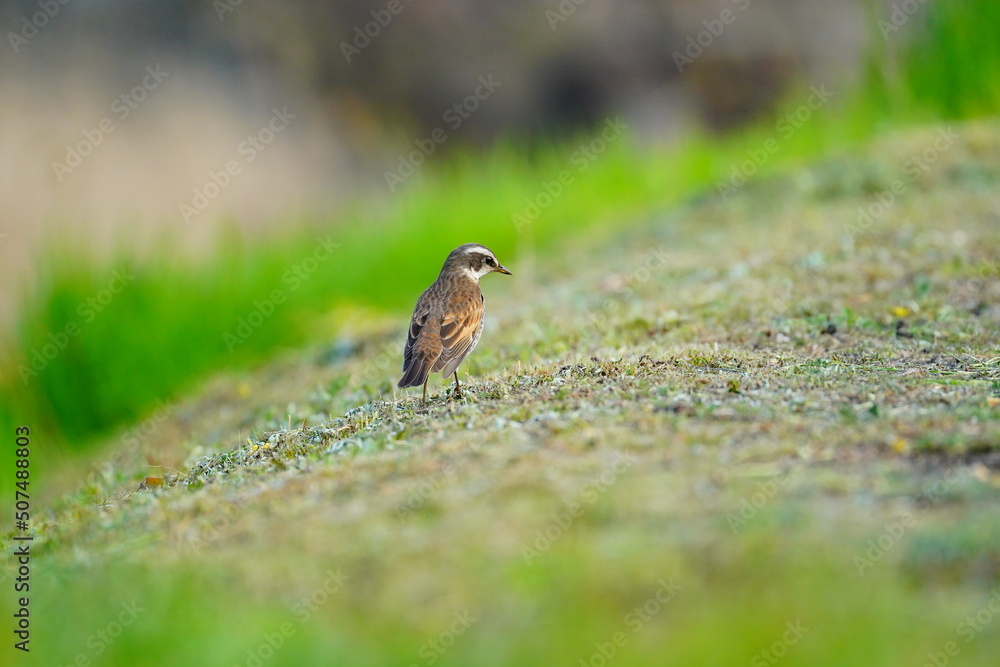 右側を向いたツグミ