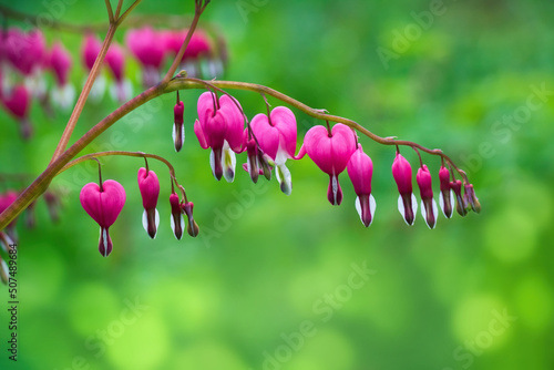 Dicentra spectabils or Bleeding heart flower photo