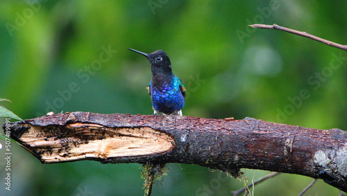 Velvet Purple Coronet (Boissonneaua jardini) hummingbird perched on a branch in Mindo, Ecuador