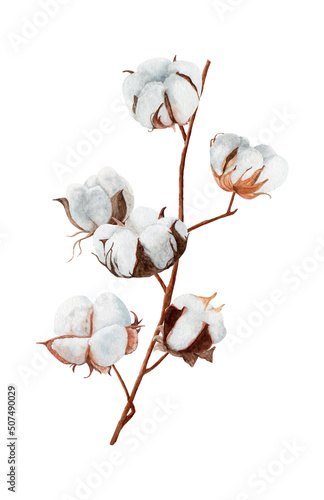 Watercolor cotton on isolated white background. For designing social media, stationery, printing on objects, etc.