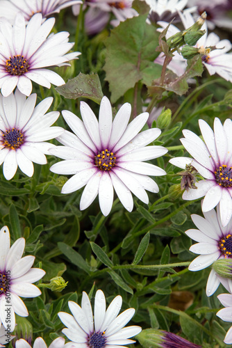 Osteospermum  daisybushes or African daisies  South African daisy in meadow. Top view.