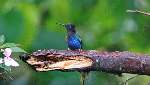 Velvet Purple Coronet (Boissonneaua jardini) hummingbird perched on a branch in Mindo, Ecuador photo