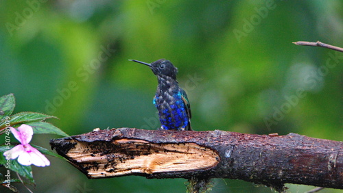 Velvet Purple Coronet (Boissonneaua jardini) hummingbird perched on a branch in Mindo, Ecuador photo