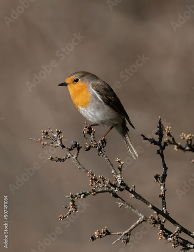 European robin, Eropean rubecula