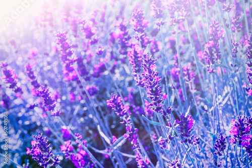 Fototapeta Naklejka Na Ścianę i Meble -  Artistic Purple Background of Lavender Flowers.