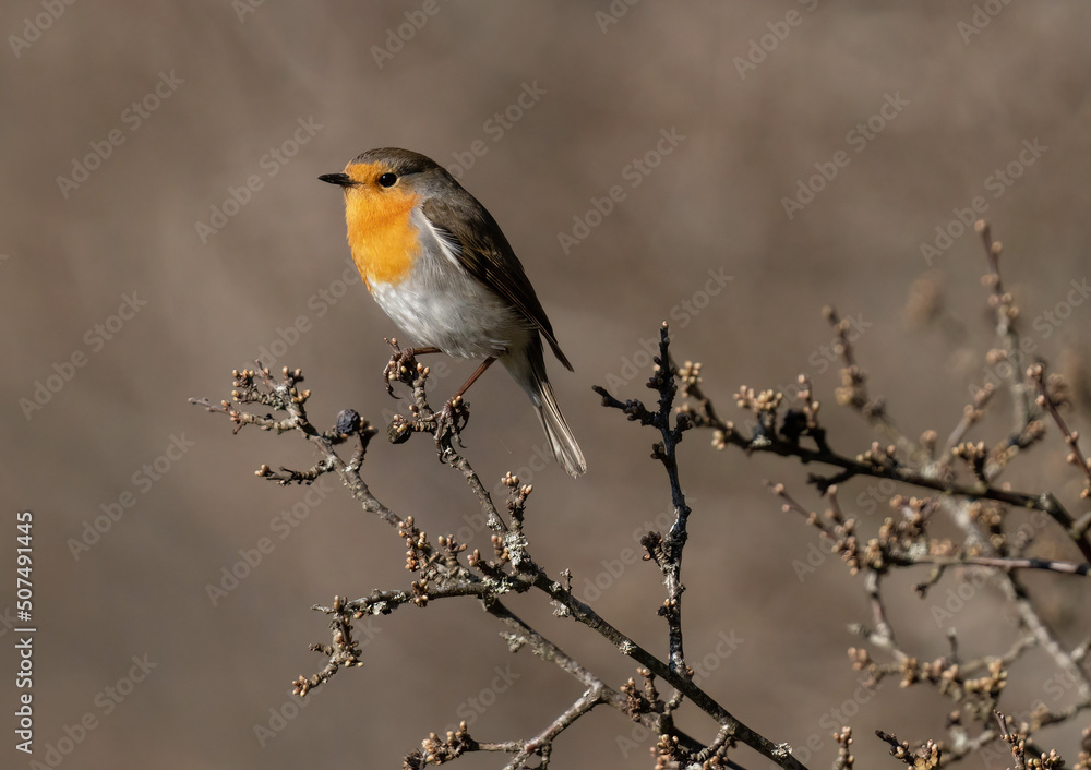 European robin, Eropean rubecula European robin, Eropean rubecula
