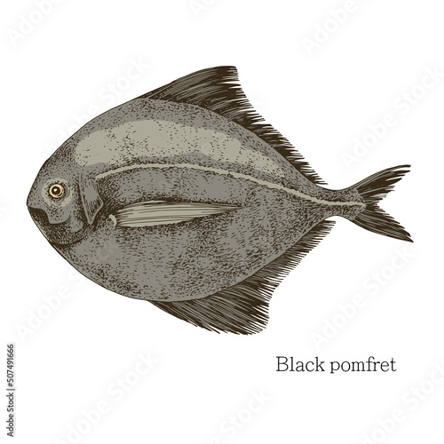 Pomfret fish hand drawn realistic illustration