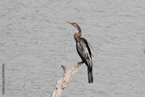Darter