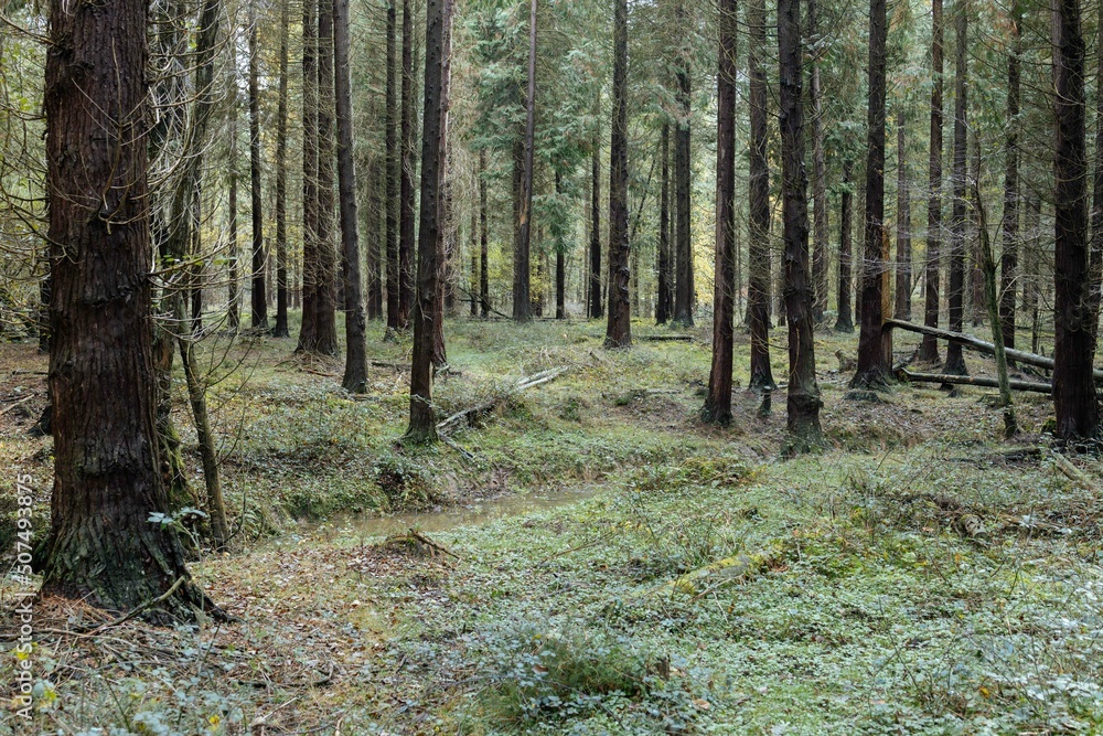 Beautiful sad autumnal forest landscape. Autumnal mood Beautiful sad autumnal forest landscape. Autumnal mood