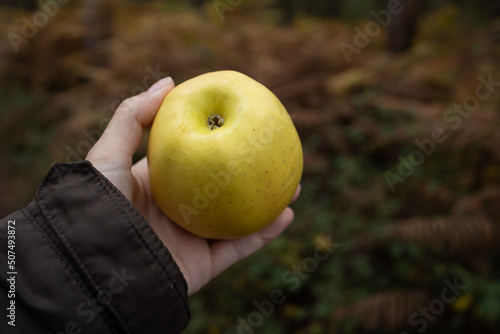 Female hand holding an apple on a forest background.Woman's hand holding a green apple