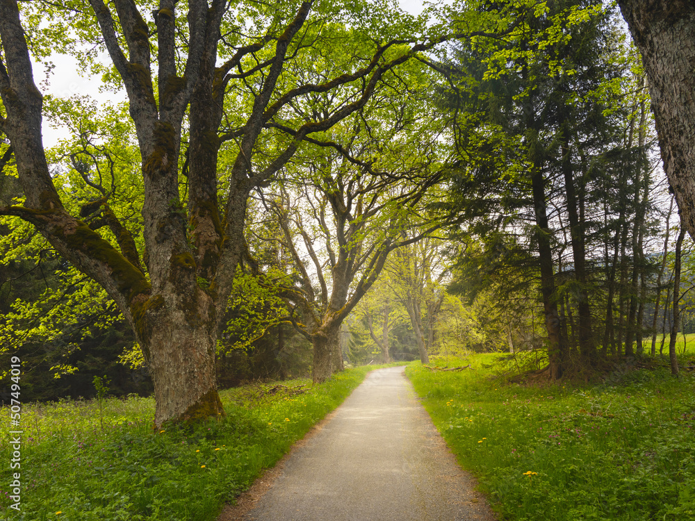 Trail through the spring forest. Path with green trees in the forest or park. Bohemian forest, Czech Republic. Trail through the spring forest. Path with green trees in the forest or park. Bohemian forest, Czech Republic.