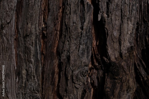Tree bark texture. Brown bark
