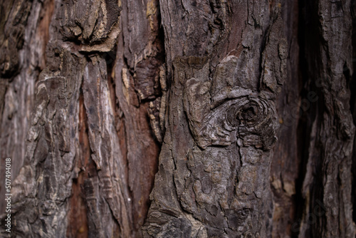 Tree bark texture. Brown bark
