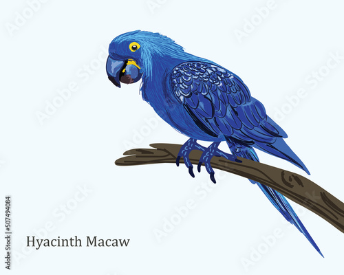 Hyacinth Macaw Illustration