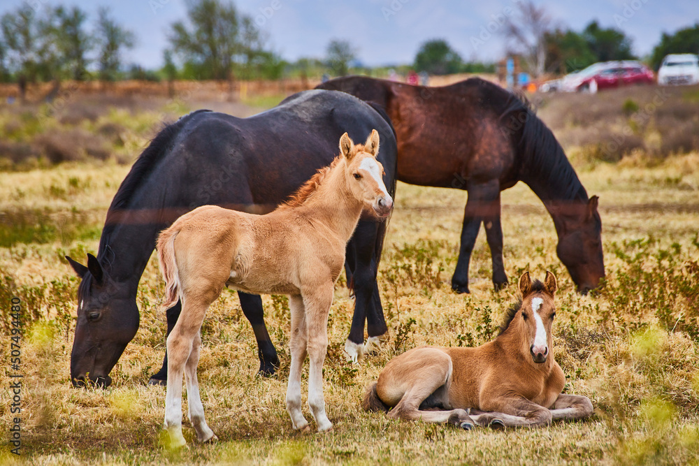 Obraz premium Foal and horses on farm resting in shade
