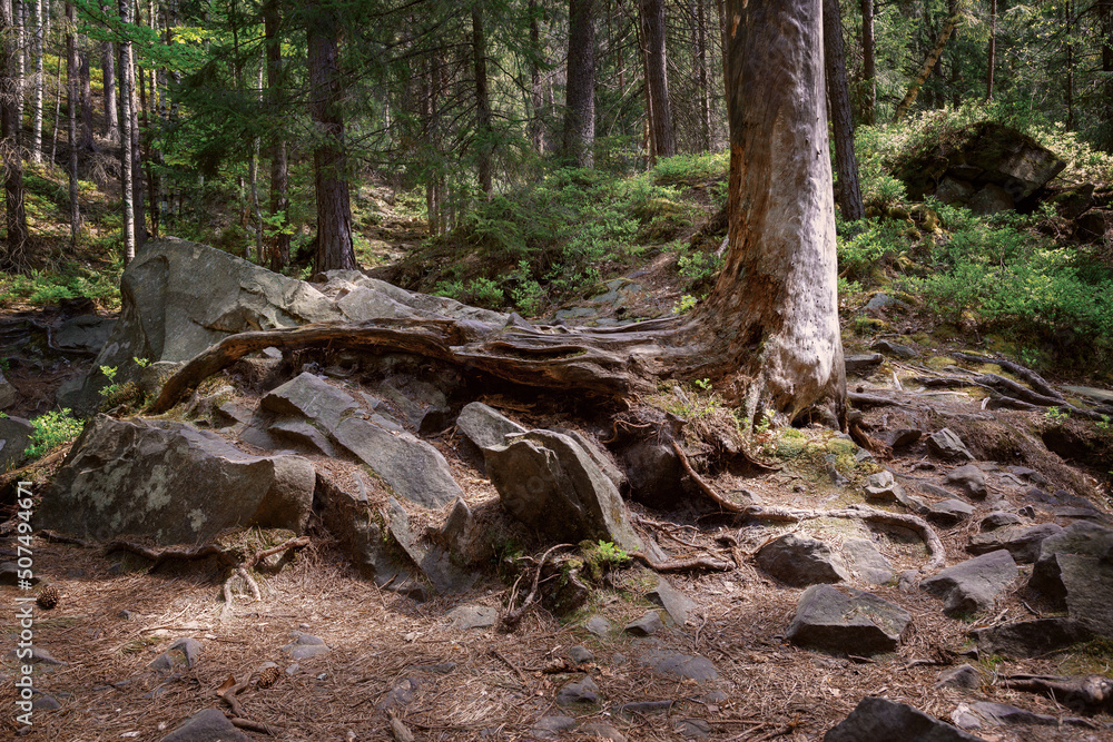 Ukraine. Forest landscape in the Carpathian mountains. Ukraine. Forest landscape in the Carpathian mountains.