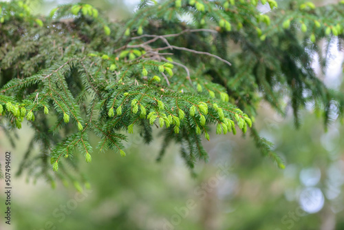 Spruce branches with new growth